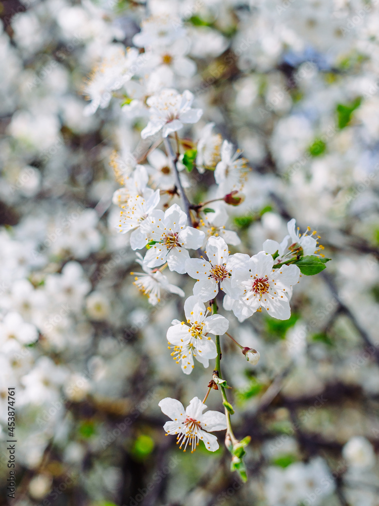 close-up of a blooming apricot tree branch in spring
