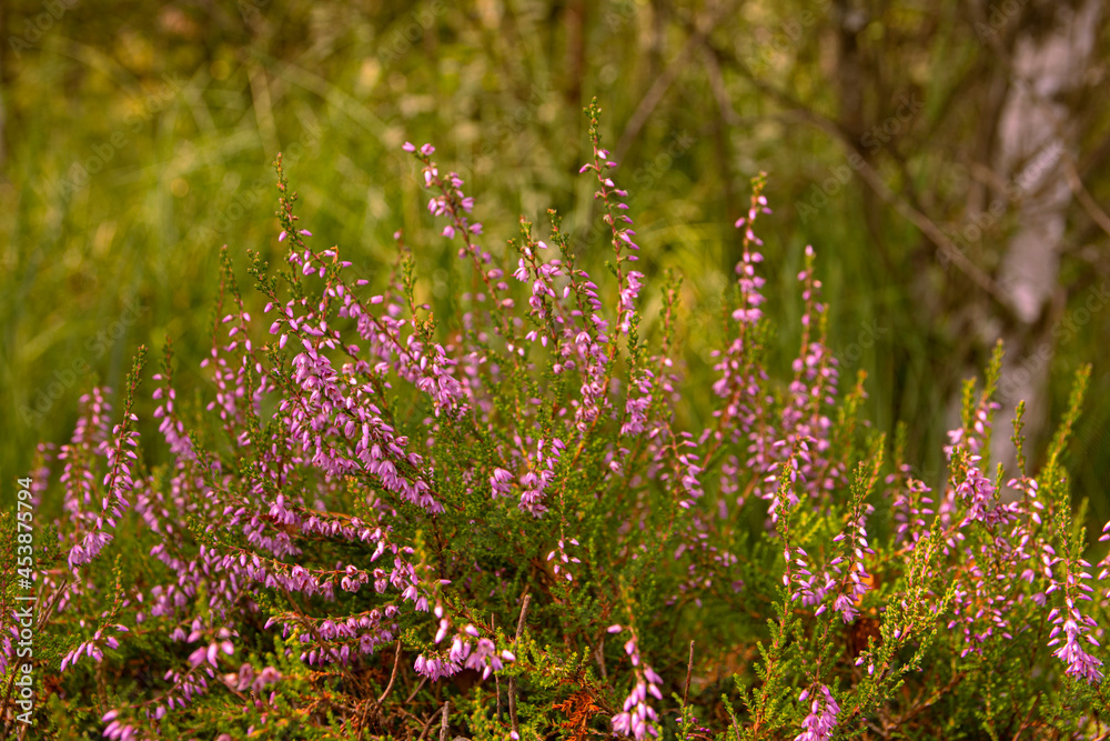 Obraz premium Heather heath purple flower nature background