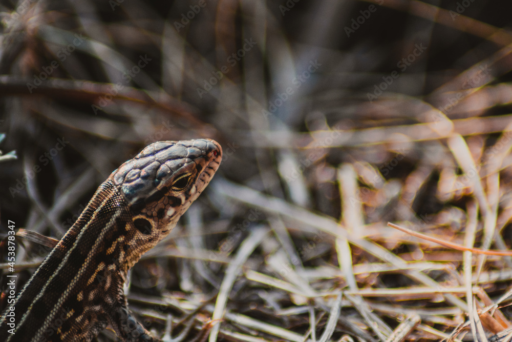 Fototapeta premium lizard in the grass