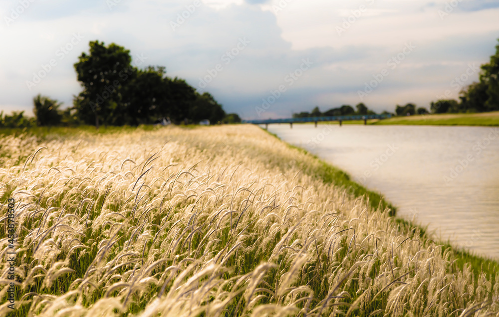 Obraz premium Beautiful White meadow along canal , natural outdoor secene