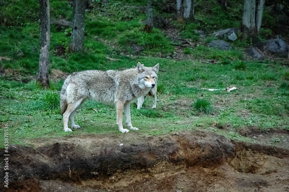 wolf in the canadian wilderness wolf in the canadian wilderness