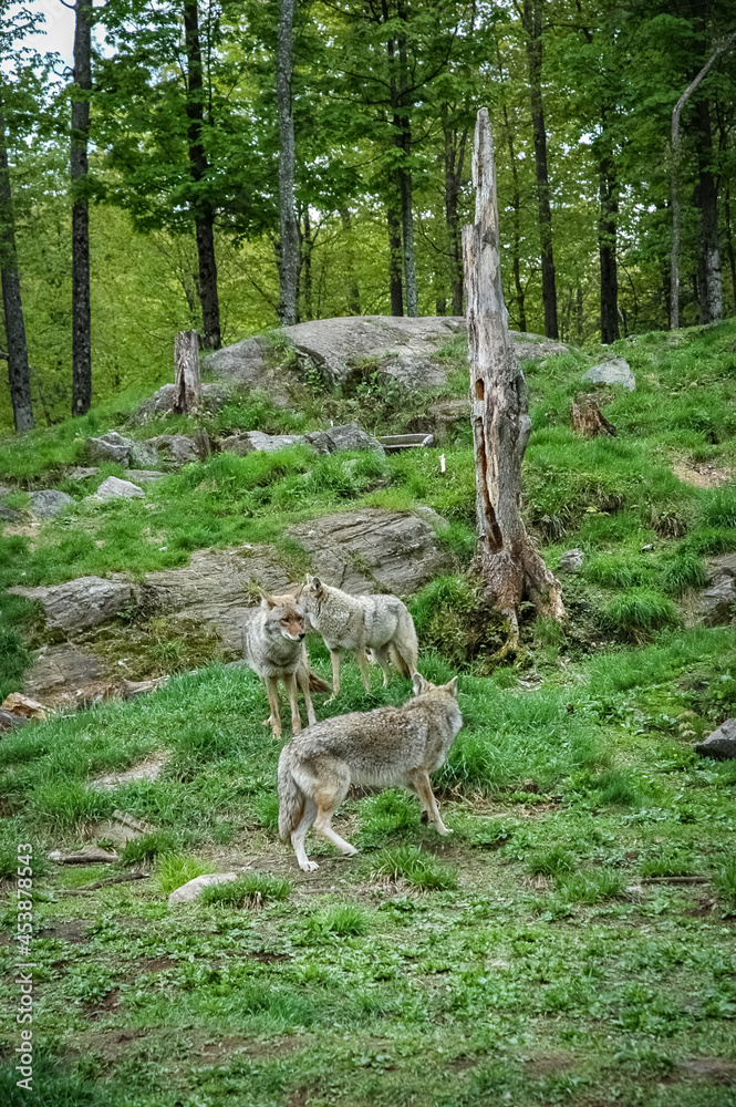 Fototapeta premium wolf in the canadian wilderness