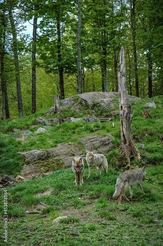 wolf in the canadian wilderness