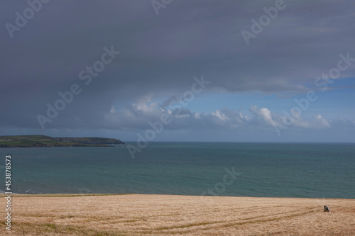 Checking cornfields at Garretstown  South west Ireland. Coast. Ocean.