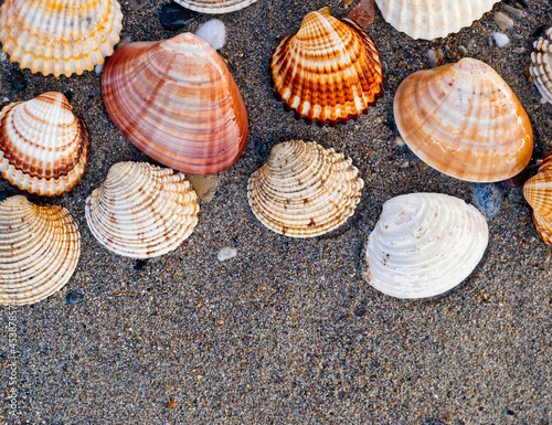 collection of seashells on wet sand beach as a natural pattern background, space for your text