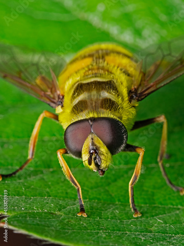 Hooverfly sitting on sunflower plant leaf