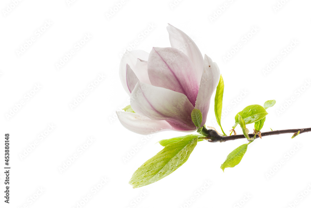 one pink flower on a branch of blooming magnolia close up one pink flower on a branch of blooming magnolia close up