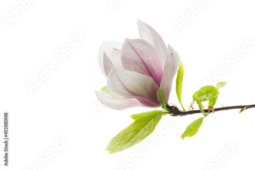 one pink flower on a branch of blooming magnolia close up