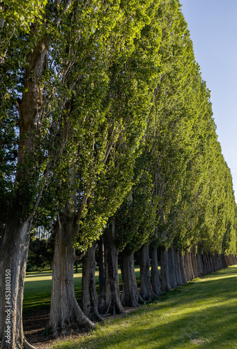 Row of windbreak trees at Potholes State Park, WA