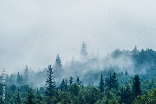 the silhouette of the forest against the background of fog