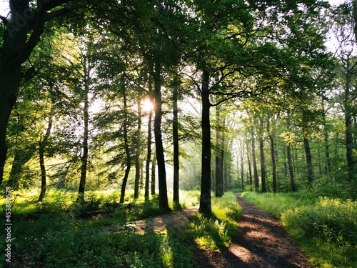 sun rays through the forest