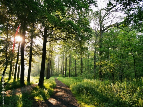 morning in the forest