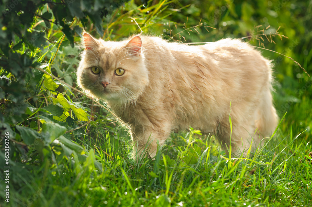 Fluffy ginger cat hunts in the grass. Selective focus