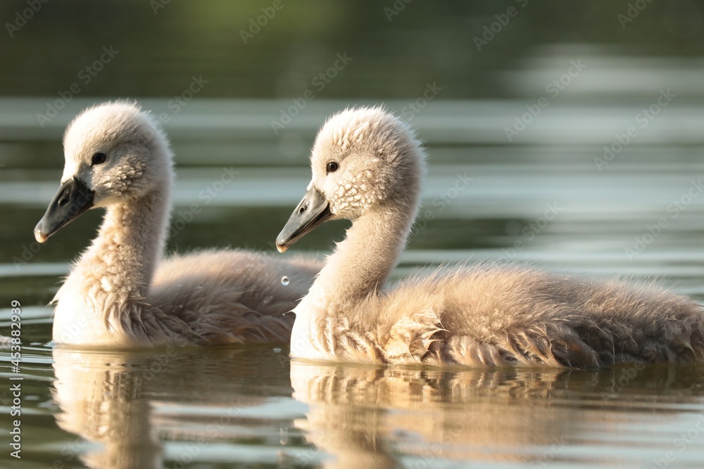 Young swans follow their mother on a sunny morning