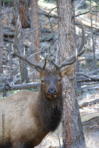 A bull elk in the dark timber  photo