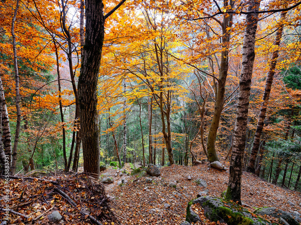 Obraz premium Reflection of autumn foliage in the forests of the Val Masino mountains in Lombardy region, Italy