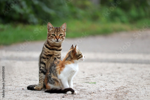 Couple of cats sitting on a street. Tabby cat and kitten outdoors