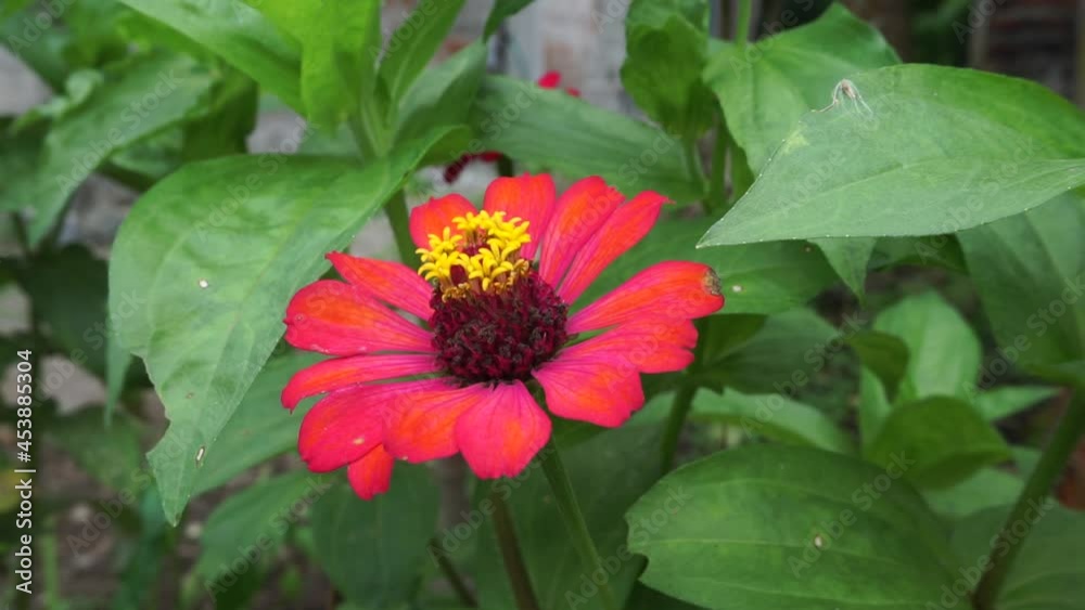 Zinnia elegans (youth and age, common zinnia, elegant zinnia) flower with natural background. Flower colours range from white, cream, pinks, reds, purples, green, yellow, apricot, orange and salmon. Zinnia elegans (youth and age, common zinnia, elegant zinnia) flower with natural background. Flower colours range from white, cream, pinks, reds, purples, green, yellow, apricot, orange and salmon.
