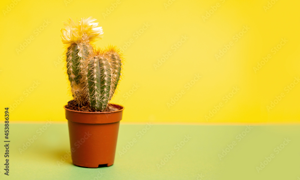 small beautiful prickly cactus on a yellow and green background with copy space
