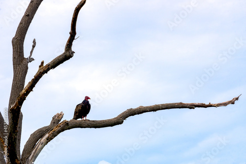 Turkey Vulture in a dead tree photo