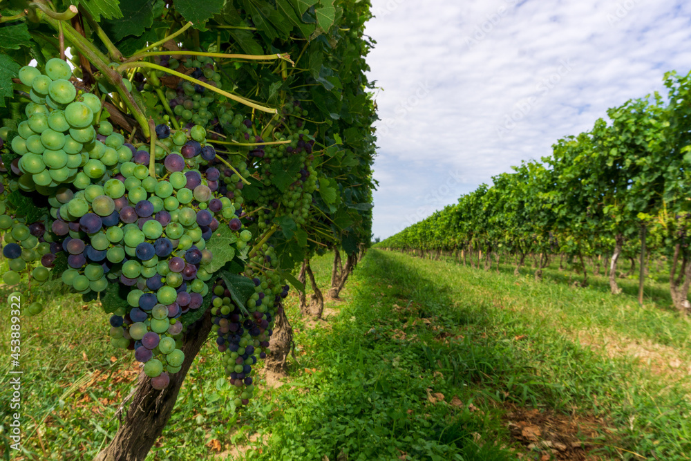 Canadian winery. Green and purple grapes.