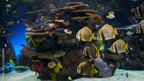 Exotic rare fish in a large aquarium © Вова Гладков