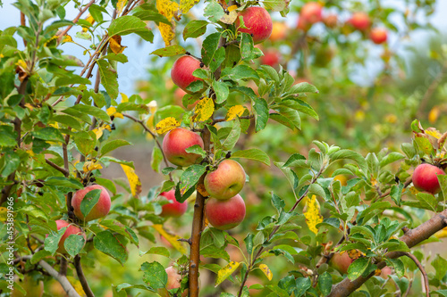 Apple tree before harvest, Agricultural area. Alaverdi