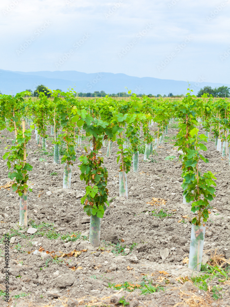 Beautiful vineyard in wine region of Georgia, Kakheti