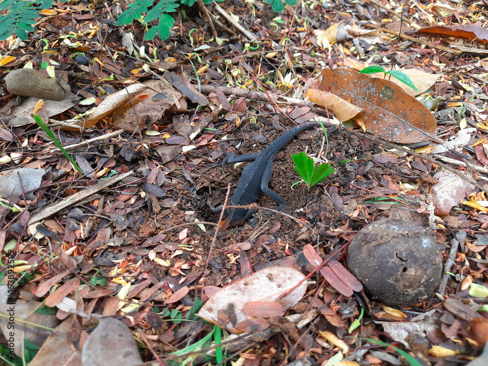 A female lizard is digging a hole to lay its eggs A female lizard is digging a hole to lay its eggs