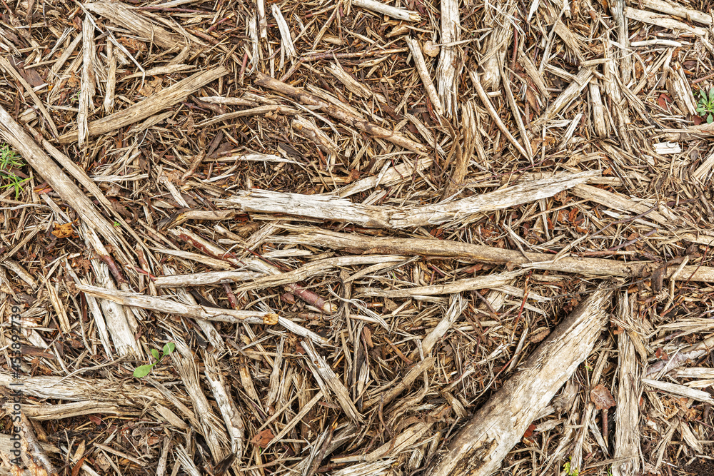 Chips, sticks on the ground after deforestation. Wood texture. Abstract background Chips, sticks on the ground after deforestation. Wood texture. Abstract background