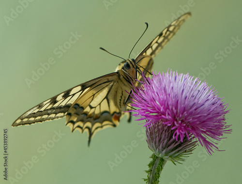 Wonderful butterfly Papilio machaon   on a summer day basking in the dry grass