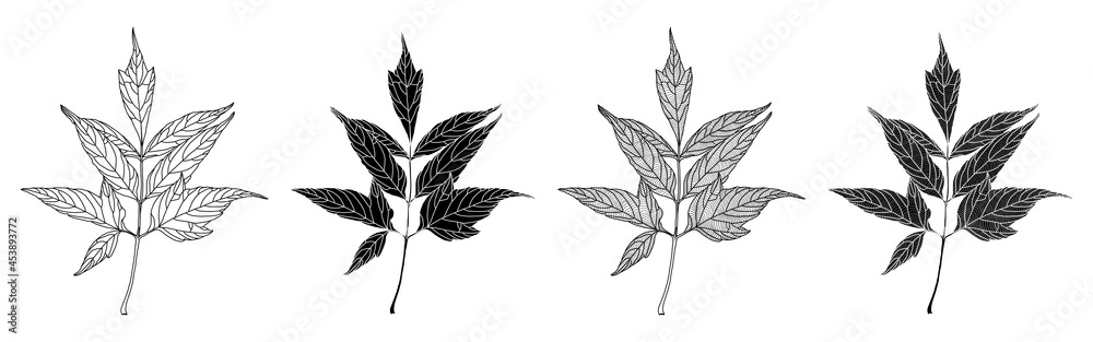 Set of linear graphics and silhouettes of ash-leaved maple leaves on white background. Vector illustration. Decorative elements for card, invitations, banners, posters, prints. Set of linear graphics and silhouettes of ash-leaved maple leaves on white background. Vector illustration. Decorative elements for card, invitations, banners, posters, prints.