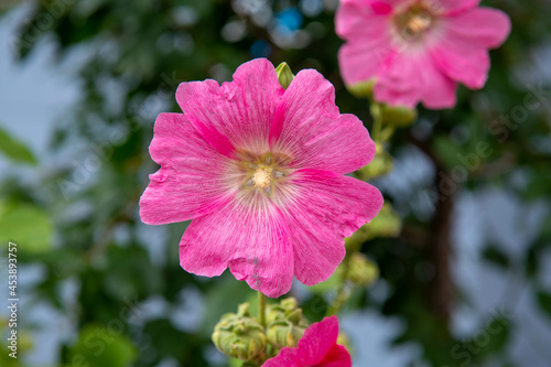 herbaceous plant with large bright pink flowers © Vyacheslav