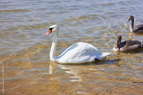 Beautiful swan birds float on the water of the lake.