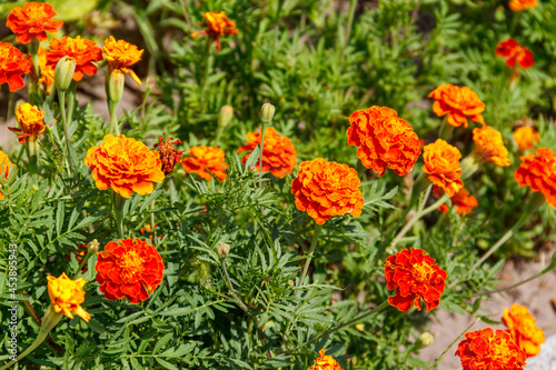 Mexican marigolds (Tagetes erecta, Aztec marigold) on flowerbed © olyasolodenko