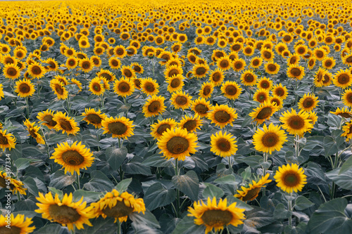 Blooming sunflowers field. Colorful landscape. Desktop background. photo