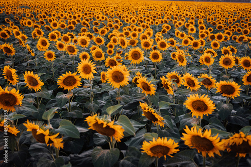 Blooming sunflowers field. Colorful landscape. Desktop background.