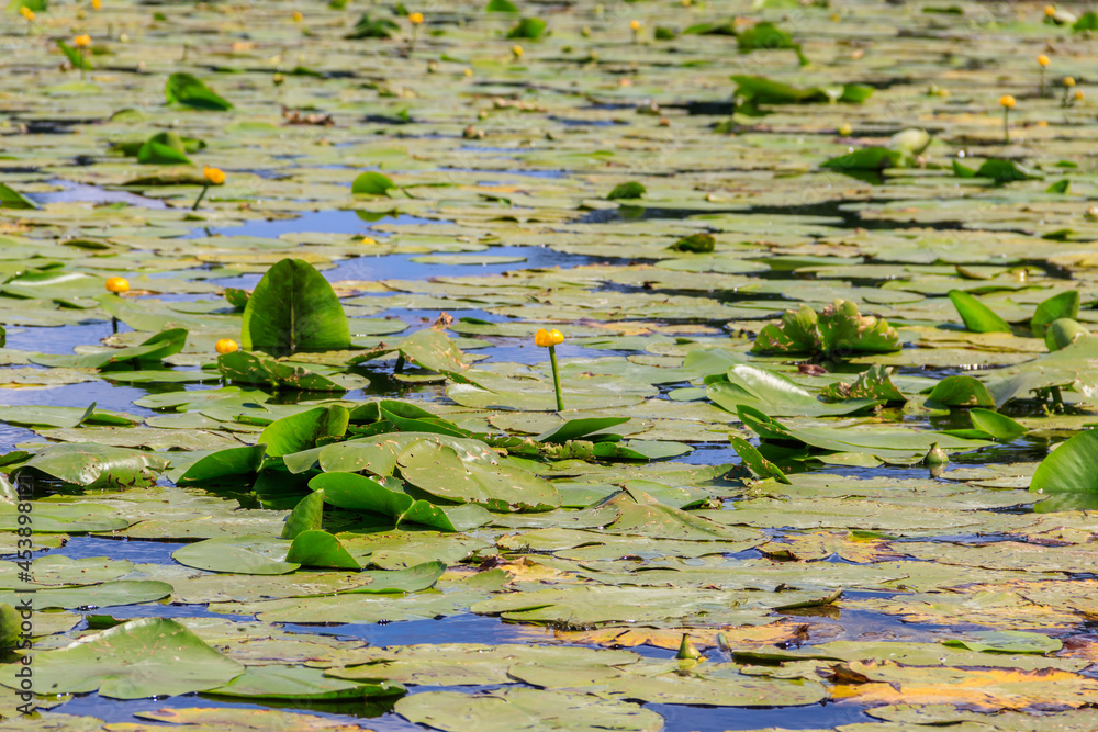 Yellow water flowers (Nuphar Lutea) in lake