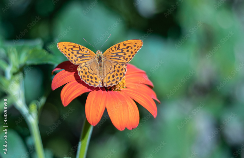 Silver-washed fritillary orange butterfly sitting on gerbera flower Silver-washed fritillary orange butterfly sitting on gerbera flower
