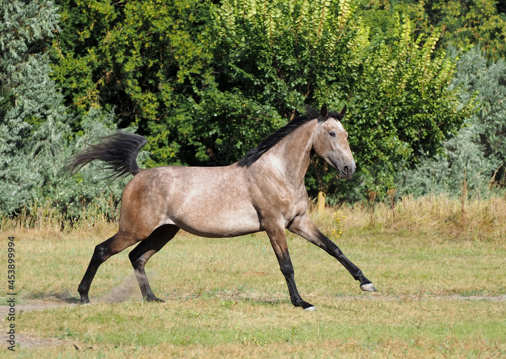 A young gray horse races with an active gallop across the field A young gray horse races with an active gallop across the field