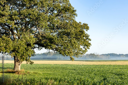Fotografie, Obraz A large bur oak tree in a farm field with ground fog and a blue sky