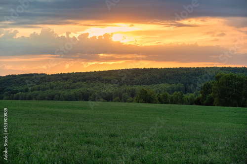 Scenic rural sunset with an agricultural field in the foreground and trees in the background. Vibrant golden colors of the clouds, countryside meadow in summer.