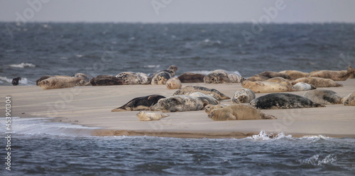 Heuler Robbenbaby relaxen auf der Seehundbank, Reise Insel Borkum