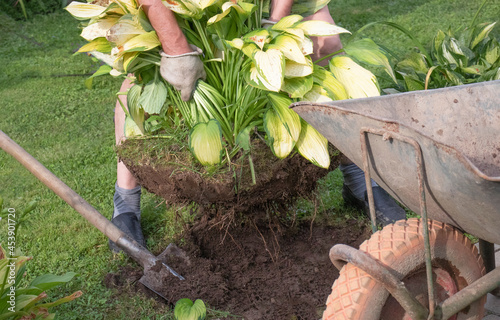 Canvastavla man replanting hosta plant in garden