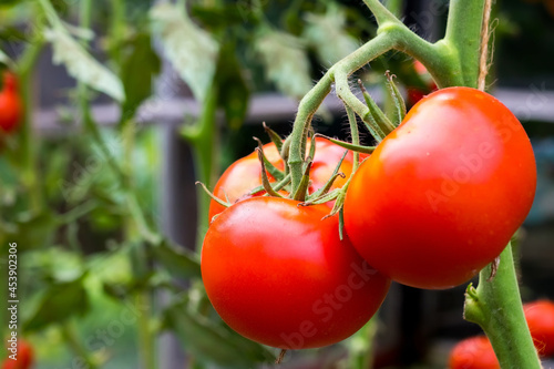 ripe red tomatoes hang on a branch in a greenhouse. close-up. copyspace