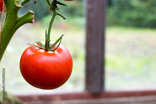 ripe red tomatoes hang on a branch in a greenhouse. close-up. copyspace
