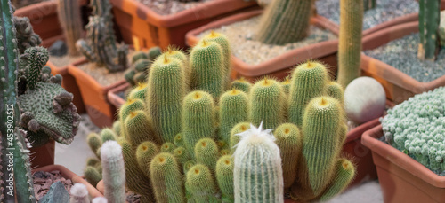 Cactus in pots in a greenhouse