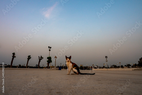 Cat on beach 