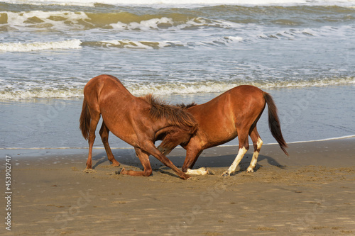 two horse playing