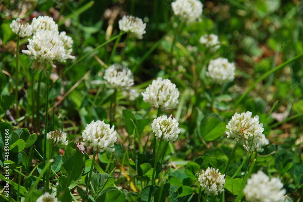 White clover flowers among low grass. Among the thin long leaves and stems of the grass grew white, fluffy clover flowers. The flowers are on thin, short stems. White clover flowers among low grass. Among the thin long leaves and stems of the grass grew white, fluffy clover flowers. The flowers are on thin, short stems.